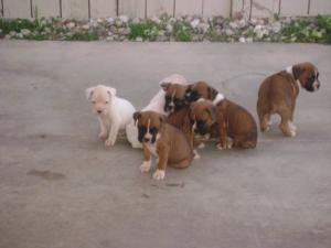 BoxerPuppies